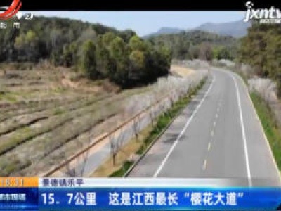 景德镇乐平：15.7公里 这是江西最长“樱花大道”