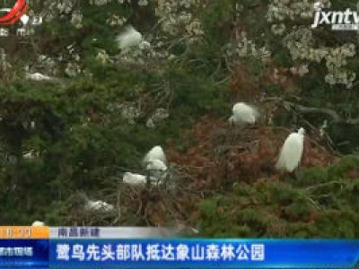 南昌新建：鹭鸟先头部队抵达象山森林公园