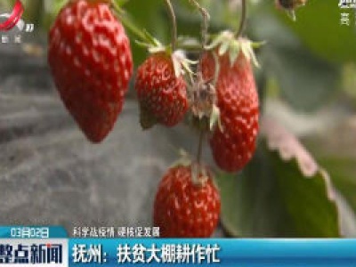 【科学战疫情 硬核促发展】抚州：扶贫大棚耕作忙