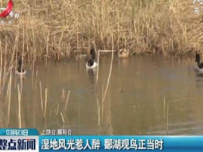 上饶鄱阳：湿地风光惹人醉 鄱湖观鸟正当时