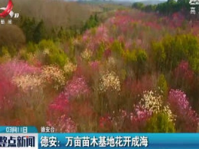 德安：万亩苗木基地花开成海