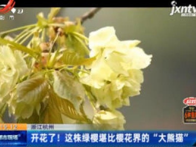 浙江杭州：开花了！这株绿樱堪比樱花界的“大熊猫”