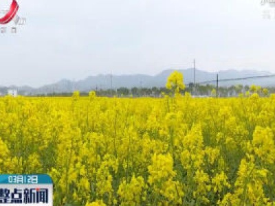 上饶：油菜花开 漫村尽是黄金甲