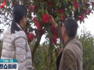 贵溪：两万株茶花迎春绽放