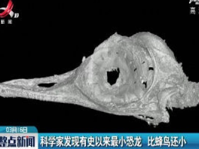 科学家发现有史以来最小恐龙 比蜂鸟还小