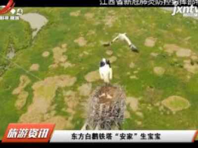 东方白鹤铁塔“安家”生宝宝