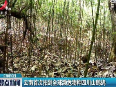云南首次拍到全球濒危物种四川山鹧鸪