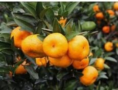吉安市下发《意见》推进井冈蜜橘产业发展