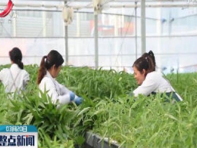江西出台推动蔬菜产业高质量发展实施意见