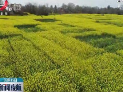 鄱阳：西河两岸花如海   