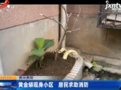 贵州贵阳：黄金蟒现身小区 居民求助消防