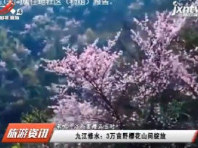 【来吧！江西赏樱正当时】九江修水：3万亩樱花山间绽放
