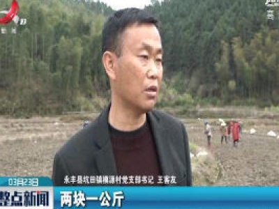 艾叶变身脱贫致富“金叶子”