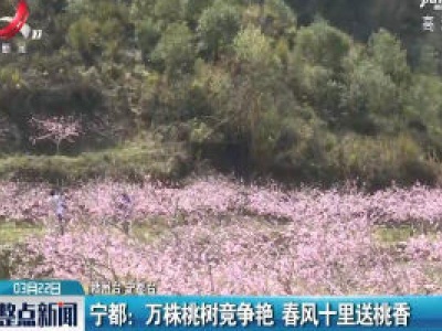 宁都：万株桃树竞争艳　春风十里送桃香