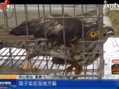 抚州乐安：保护动物凤头鹰 突然造访村民家