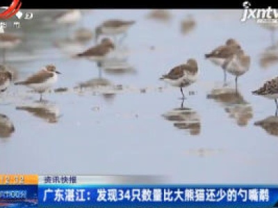 广东湛江：发现34只数量比大熊猫还少的勺嘴鹬
