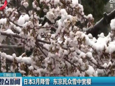 日本3月降雪 东京民众雪中赏樱