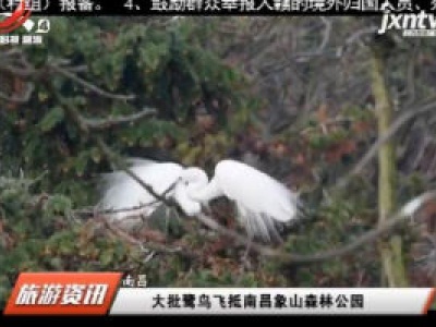 南昌：大批鹭鸟飞抵南昌象山森林公园