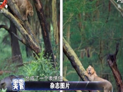 狮子遭水牛狂追 逃上树瑟瑟发抖被吓成“表情包”
