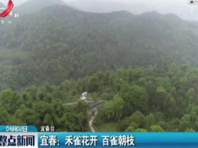 宜春：禾雀花开 百雀朝枝