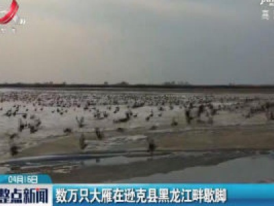 数万只大雁在逊克县黑龙江畔歇脚