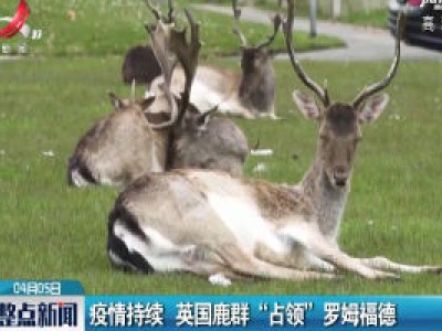 疫情持续 英国鹿群“占领”罗姆福德