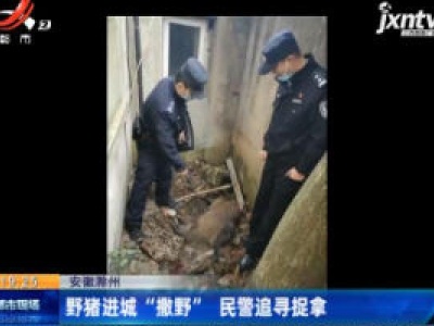 安徽滁州：野猪进城 “撒野” 民警追寻捉拿