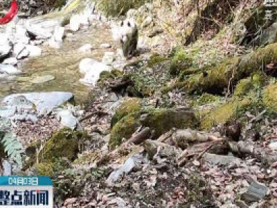甘肃白水护林员偶遇野生大熊猫