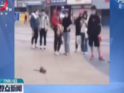 武汉：黄鼠狼当街向路人 “讨饭”