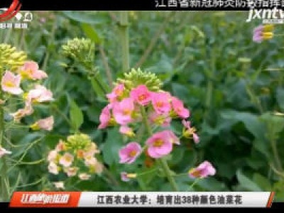 江西农业大学：培育出38种颜色油菜花