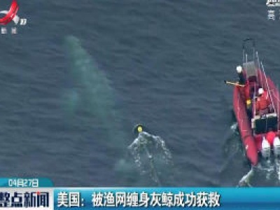 美国：被渔网缠身灰鲸成功获救