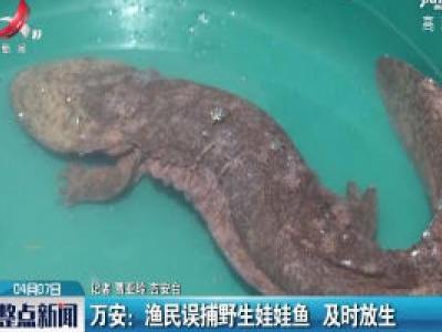 万安：渔民误捕野生娃娃鱼 及时放生