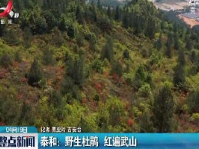 泰和：野生杜鹃 红遍武山
