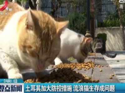 土耳其加大防控措施 流浪猫生存成问题