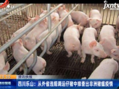 四川乐山：从外省违规调运仔猪中排查出非洲猪瘟疫情