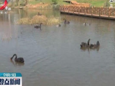 上饶：8只黑天鹅宝宝在鄱阳湖国家湿地公园成功孵化