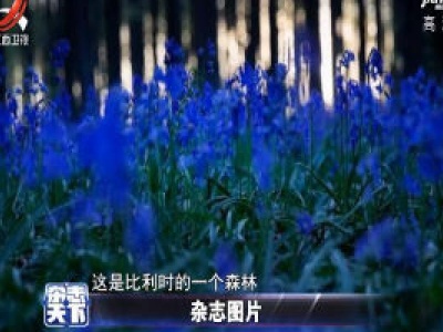 比利时一森林风信子盛开 仿佛铺上蓝地毯