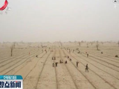 新疆：沙漠搬迁 牧民沙中“淘金”
