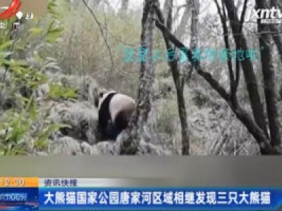 大熊猫国家公园唐家河区域相继发现三只大熊猫