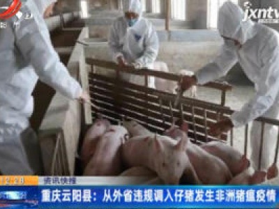 重庆云阳县：从外省违规调入仔猪发生非洲猪瘟疫情