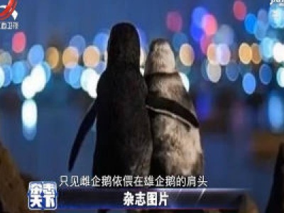 澳洲企鹅相拥赏霓虹 这把“狗粮”吃得好舒坦