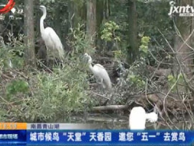 南昌青山湖：城市候鸟 “天堂” 天香园 邀您 “五一” 去赏鸟