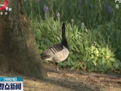 疫情隔离疏散 英国圣詹姆斯公园重现悦耳鸟鸣