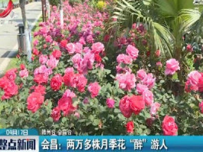 会昌：两万多株月季花“醉”游人