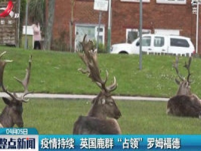 疫情持续 英国鹿群“占领”罗姆福德