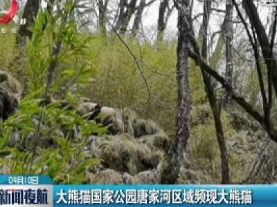 大熊猫国家公园唐家河区域频现大熊猫