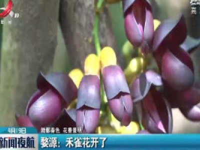 【赣鄱春色 花香景明】婺源：禾雀花开了