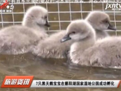 7只黑天鹅宝宝在鄱阳湖国家湿地公园成功孵化