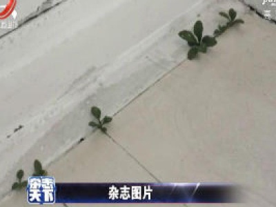 绿植雕塑栩栩如生