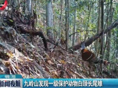宜春：九岭山发现一级保护动物白颈长尾雉